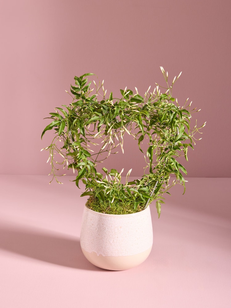 White Stephanotis Heart Shaped Real Plant in Ceramic Pot - Image 1 of 4