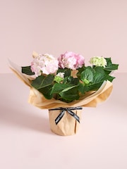 Pink Hydrangea Gift Wrapped Real Plant - Image 1 of 4