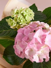 Pink Hydrangea Gift Wrapped Real Plant - Image 2 of 4