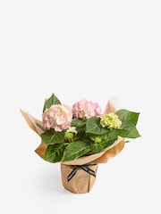 Pink Hydrangea Gift Wrapped Real Plant - Image 3 of 4