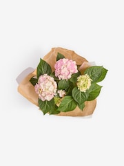 Pink Hydrangea Gift Wrapped Real Plant - Image 4 of 4
