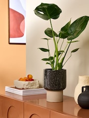 MADE.COM Brown Santiago Hand Splatter Small Plant Pot - Image 1 of 4