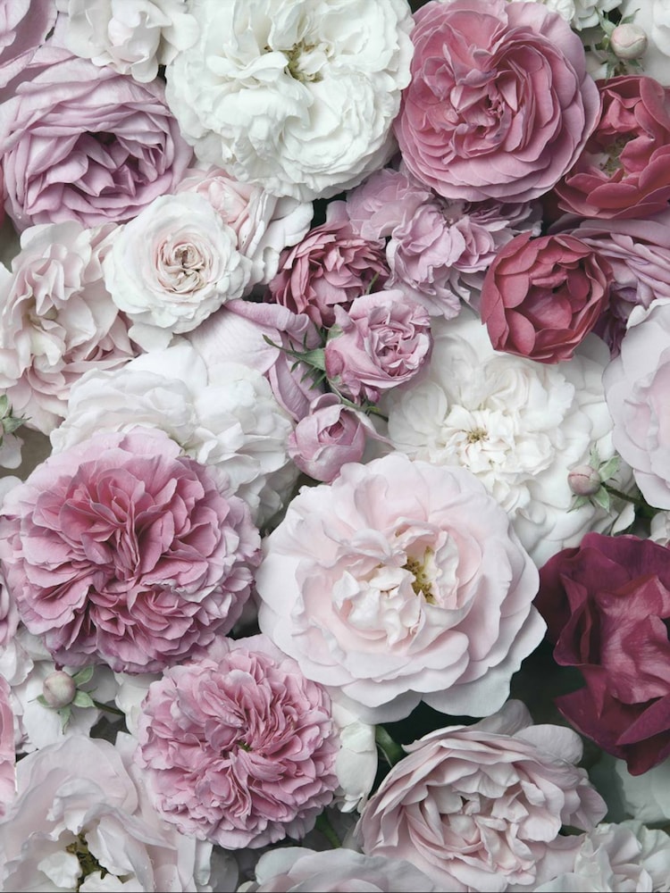 Art For The Home Blush Blush Fixed Size 3M Mural - Image 2 of 3