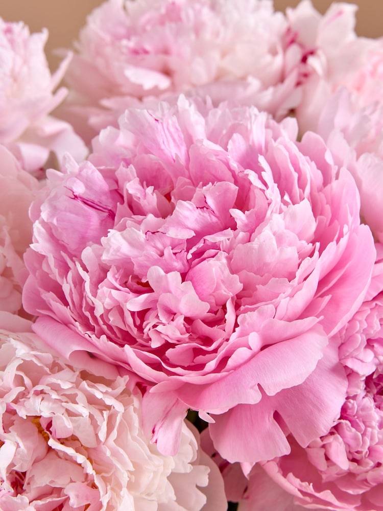 Pink Peony Fresh Flower Letterbox Bouquet - Image 2 of 4
