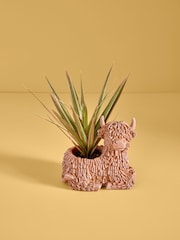 Green Draceana Real Plant in Hamish Planter - Image 1 of 4