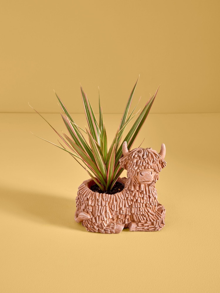 Green Draceana Real Plant in Hamish Planter - Image 1 of 4