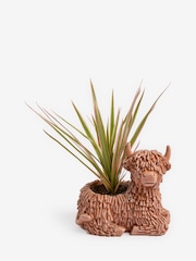 Green Draceana Real Plant in Hamish Planter - Image 2 of 4