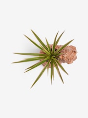 Green Draceana Real Plant in Hamish Planter - Image 3 of 4