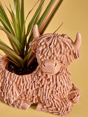 Green Draceana Real Plant in Hamish Planter - Image 4 of 4