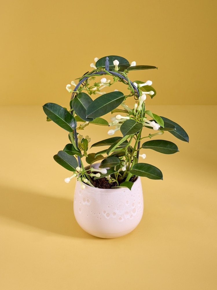 White Stephanotis Real Plant in Glazed Pot - Image 1 of 4