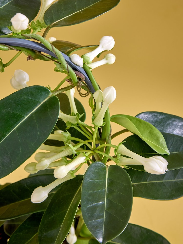 White Stephanotis Real Plant in Glazed Pot - Image 2 of 4