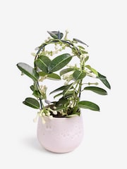 White Stephanotis Real Plant in Glazed Pot - Image 3 of 4