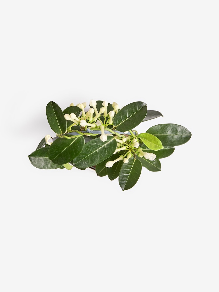 White Stephanotis Real Plant in Glazed Pot - Image 4 of 4