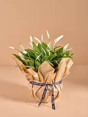White Peace Lily Gift Wrapped Real Plant - Image 1 of 4