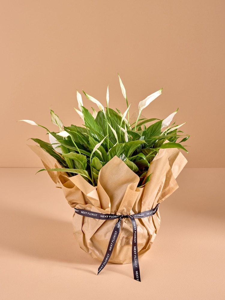 White Peace Lily Gift Wrapped Real Plant - Image 1 of 4