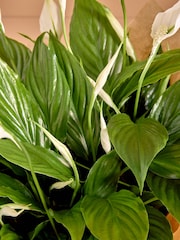 White Peace Lily Gift Wrapped Real Plant - Image 3 of 4
