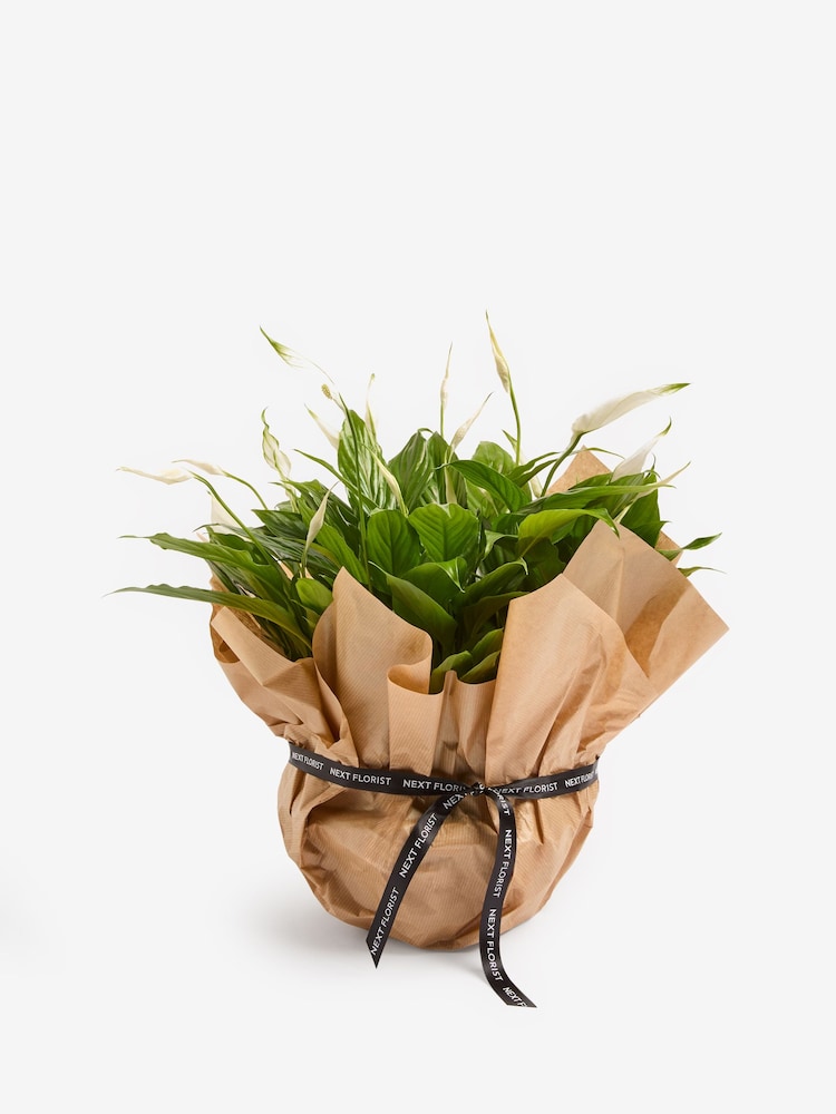 White Peace Lily Gift Wrapped Real Plant - Image 4 of 4