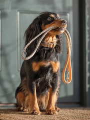 Lords and Labradors Pebble Essentials Herdwick Dog Collar - Image 4 of 6