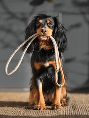 Lords and Labradors Pebble Essentials Herdwick Dog Collar - Image 5 of 6