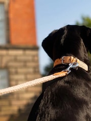Lords and Labradors Pebble Essentials Herdwick Dog Collar - Image 6 of 6
