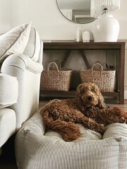 Lords and Labradors Regency Stripe Striped Dog Box Bed - Image 1 of 6