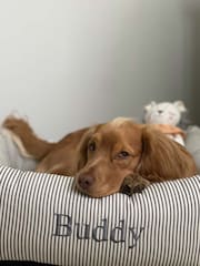 Lords and Labradors Regency Stripe Striped Dog Box Bed - Image 2 of 6