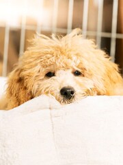 Lords and Labradors Cream Faux Fur Cosy And Calm Puppy Bed - Image 3 of 6