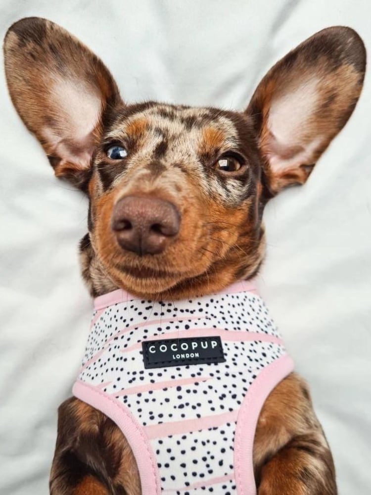 Cocopup Pink Dalmatian Dog Harness Collar and Lead Bundle - Image 1 of 5
