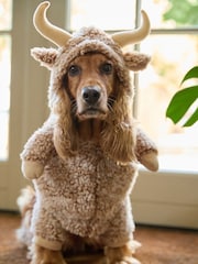 Hamish the Highland Cow Cow Pet Fancy Dress Costume - Image 1 of 6