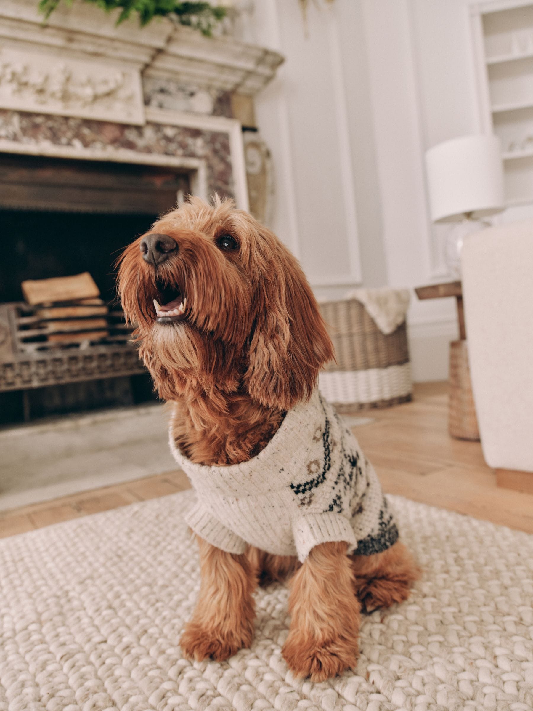 Buy Black White Christmas Dog Jumper from Next South Africa
