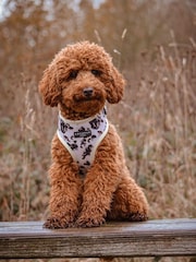 Cocopup Ivory Dog Tort Harness Collar and Lead Bundle - Image 1 of 4