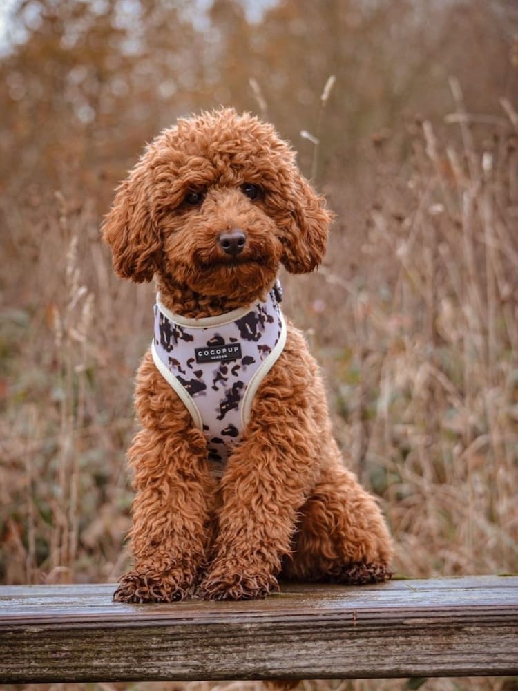 Cocopup Ivory Dog Tort Harness Collar and Lead Bundle - Image 1 of 4