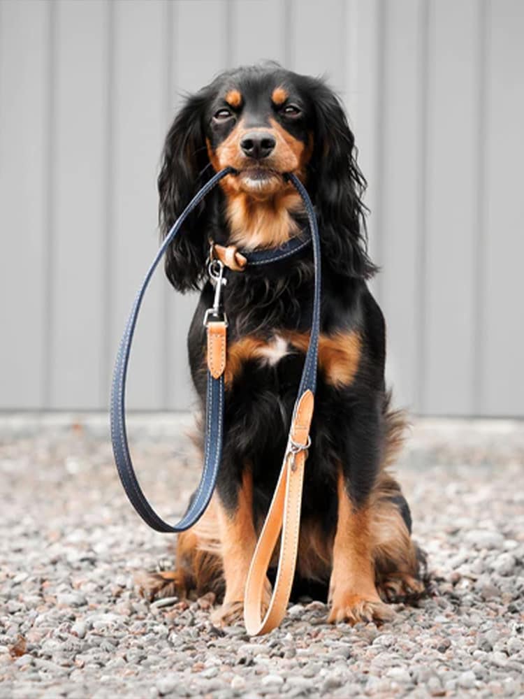 Lords and Labradors Denim Essentials Twill Dog Lead - Image 1 of 6