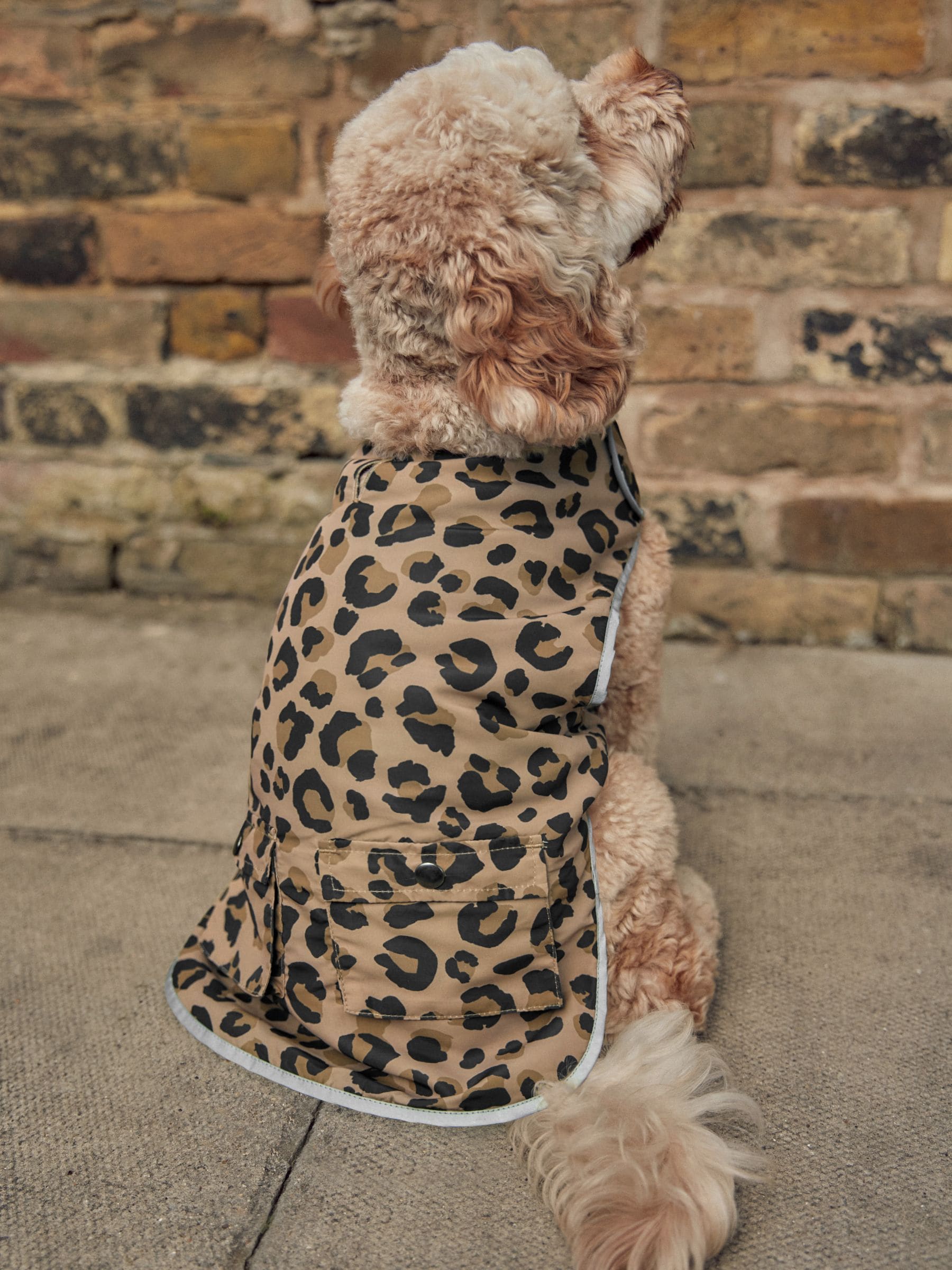 Leopard print coat next hotsell