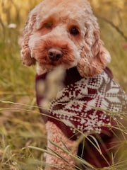 Red Fairisle Pattern Christmas Dog Jumper - Image 4 of 10