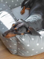 Lords and Labradors Grey Spot 100% Cotton Dog Box Bed - Image 2 of 5