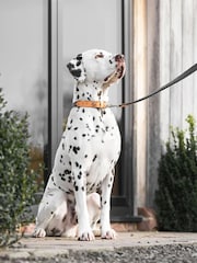 Lords and Labradors Graphite Essentials Herdwick Dog Collar - Image 1 of 6