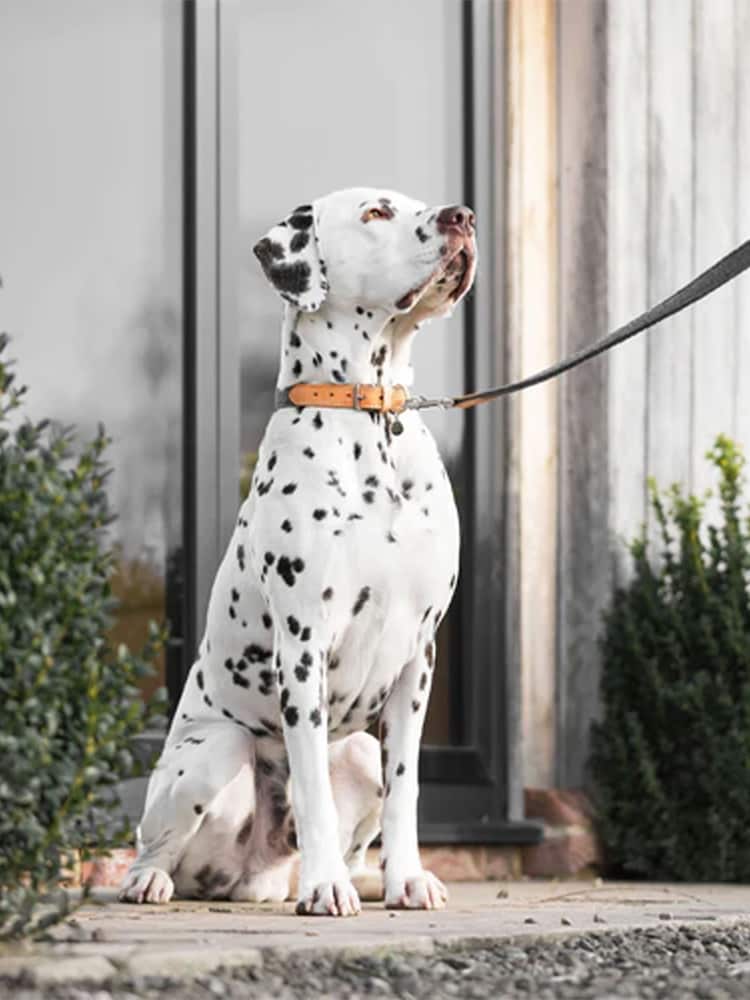 Lords and Labradors Graphite Essentials Herdwick Dog Collar - Image 1 of 6