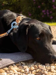 Lords and Labradors Graphite Essentials Herdwick Dog Collar - Image 3 of 6
