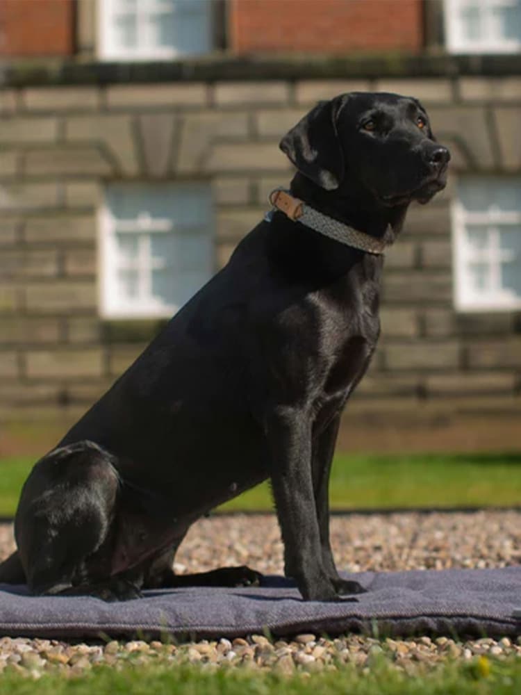 Lords and Labradors Graphite Essentials Herdwick Dog Collar - Image 4 of 6
