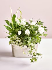 White Rose and Kalanchoe Real Plant in Tin - Image 1 of 4