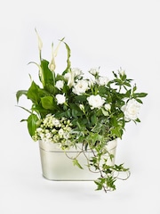 White Rose and Kalanchoe Real Plant in Tin - Image 3 of 4