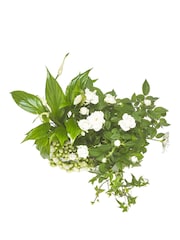 White Rose and Kalanchoe Real Plant in Tin - Image 4 of 4