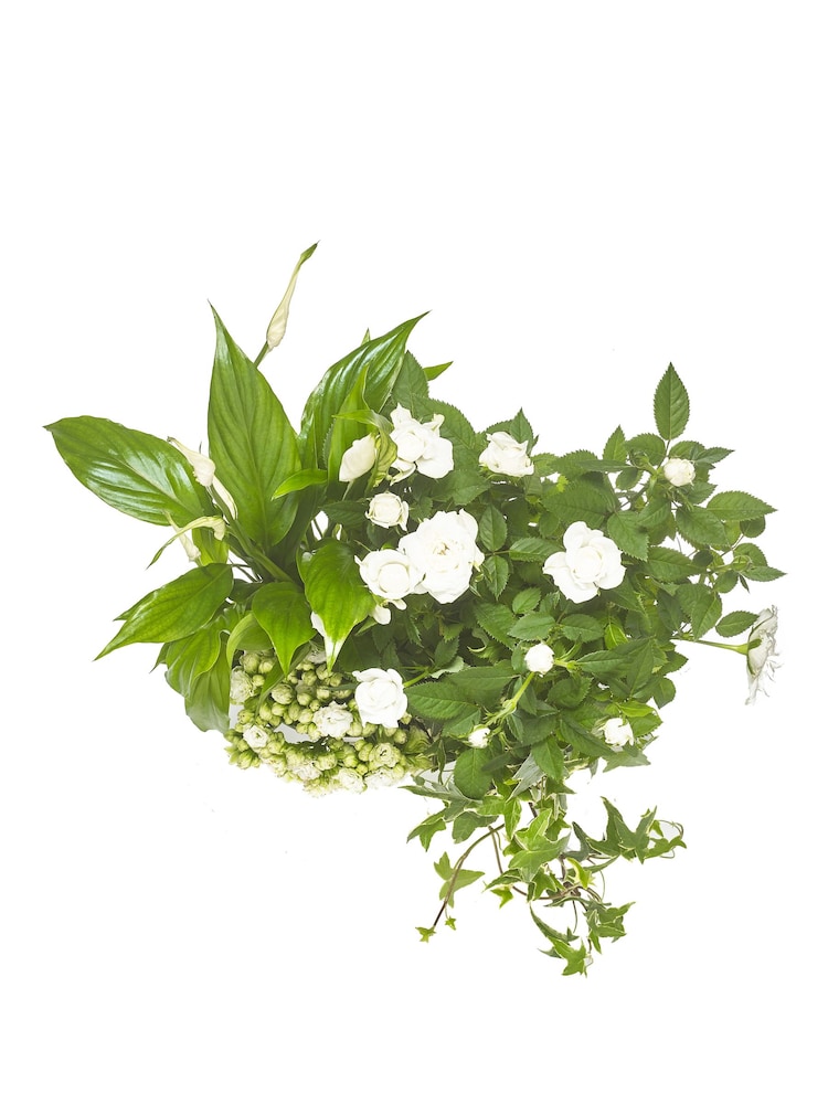 White Rose and Kalanchoe Real Plant in Tin - Image 4 of 4