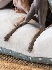 Lords and Labradors Duck Egg Spot 100% Cotton Sleepy Burrows Dog Bed - Image 3 of 5