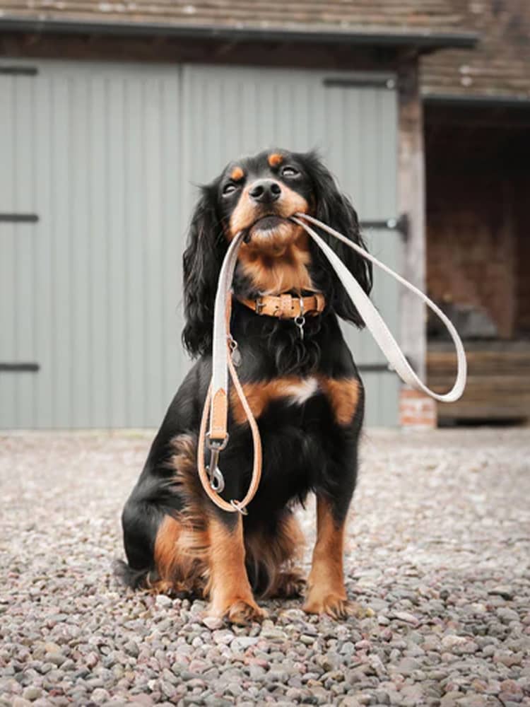 Lords and Labradors Linen Essentials Twill Dog Lead - Image 2 of 6