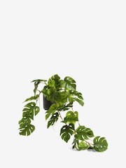 Green Artificial Trailing Monstera Plant - Image 3 of 3