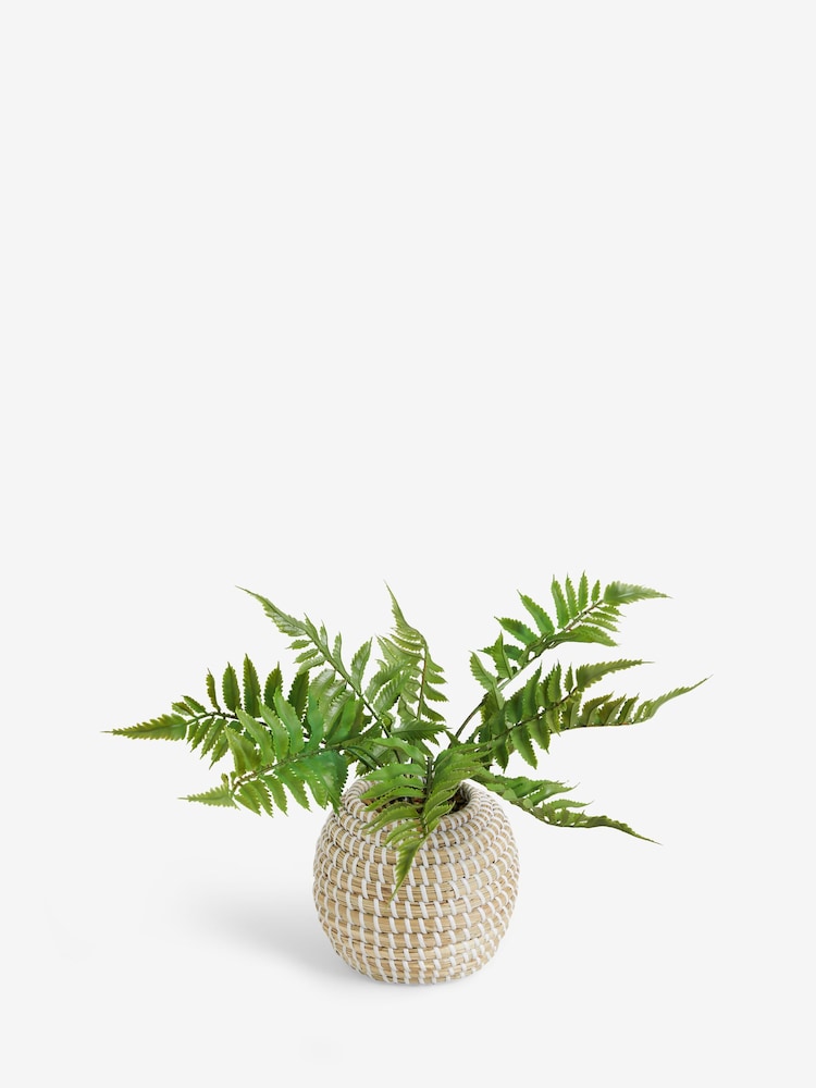 שרך מלאכותי בעציץ קלוע - Image 4 of 5