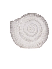 Laura Ashley Natural Conche Shell Ornament - Image 3 of 5