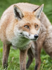 AS Fox Encounter for Two at Ark Wildlife Park - Image 1 of 1